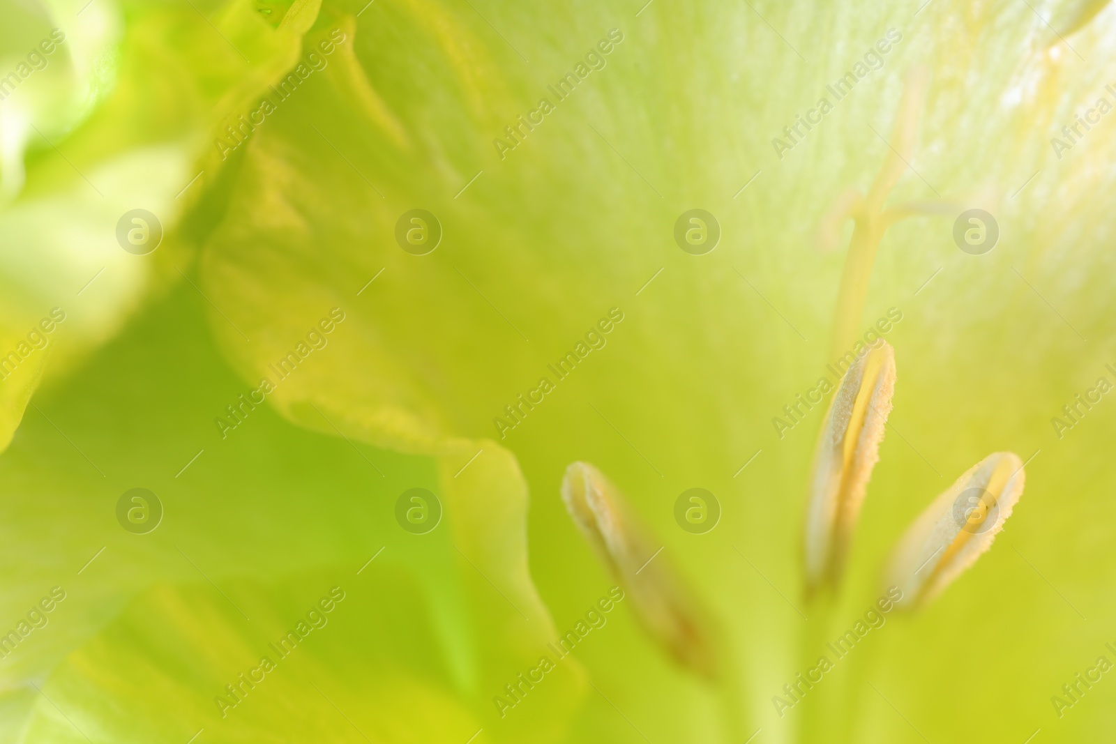 Photo of Beautiful light green Gladiolus flower as background, macro view