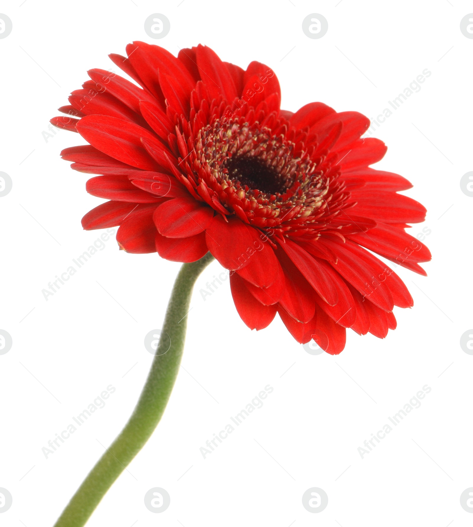 Photo of Beautiful red gerbera flower on white background