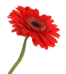 Photo of Beautiful red gerbera flower on white background