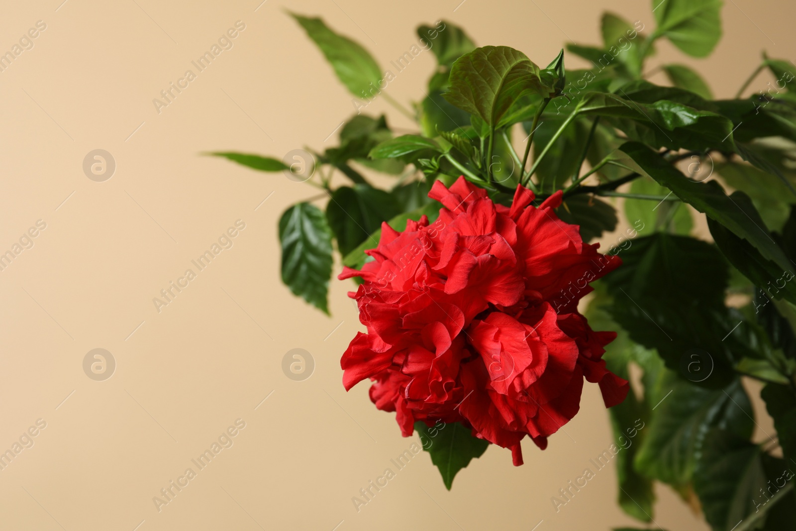 Photo of Beautiful red flower on beige background. Space for text