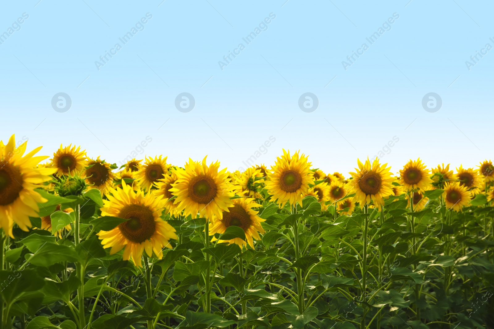 Photo of Field of yellow sunflowers on summer day