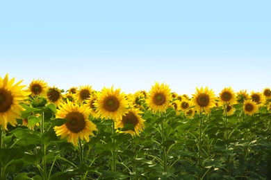 Photo of Field of yellow sunflowers on summer day