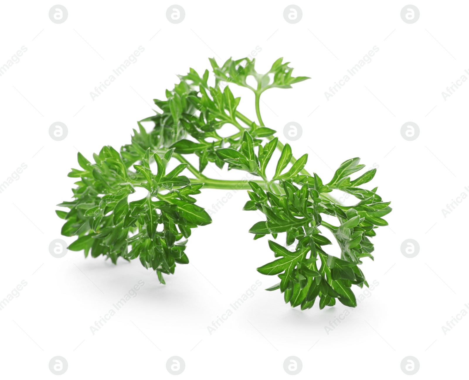 Photo of Fresh green parsley on white background