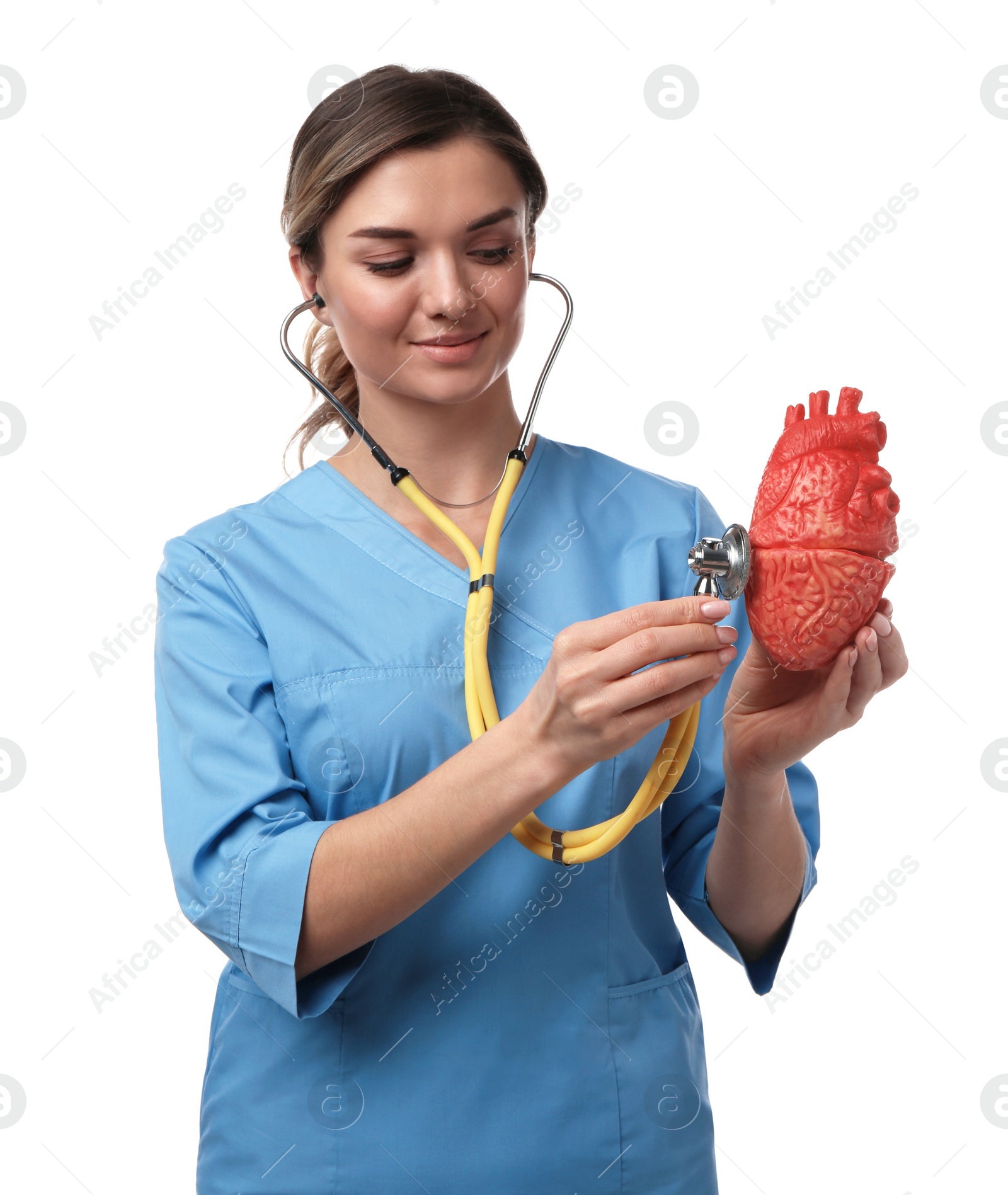 Photo of Doctor with stethoscope and model of heart on white background. Cardiology concept