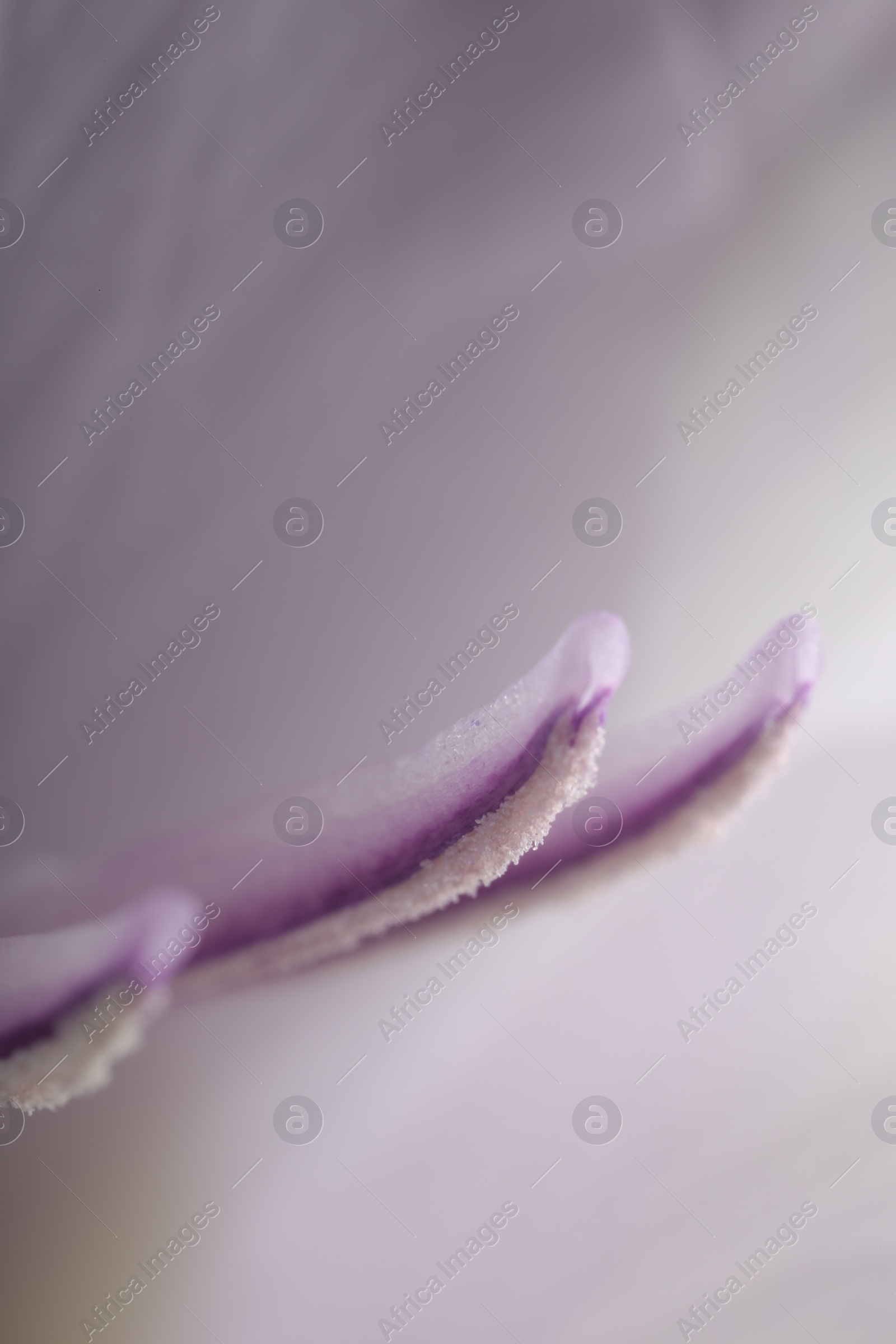 Photo of Beautiful lilac Gladiolus flower as background, macro view