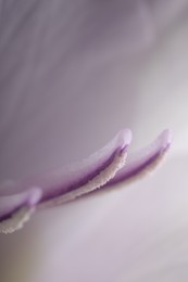 Beautiful lilac Gladiolus flower as background, macro view
