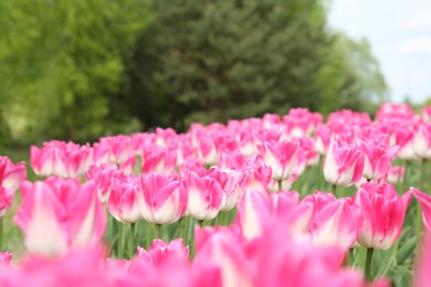 Photo of Beautiful pink tulip flowers growing in field, closeup