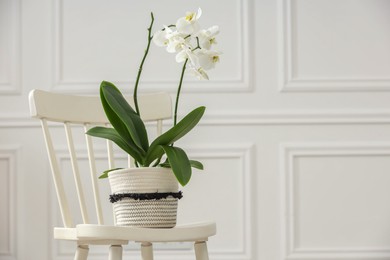 Blooming orchid flower in pot on chair near white wall indoors, space for text