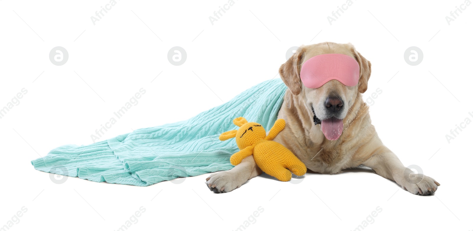 Photo of Cute Labrador Retriever with sleep mask and crocheted bunny under blanket resting on white background