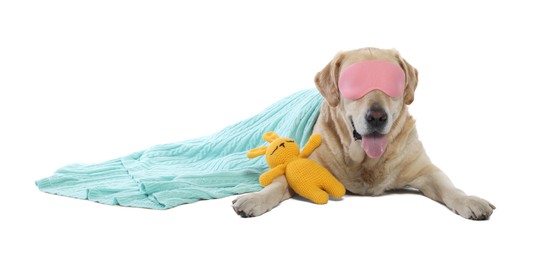 Photo of Cute Labrador Retriever with sleep mask and crocheted bunny under blanket resting on white background