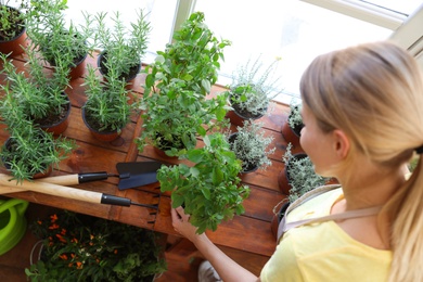 Young woman taking care of home plants at wooden table in shop, above view