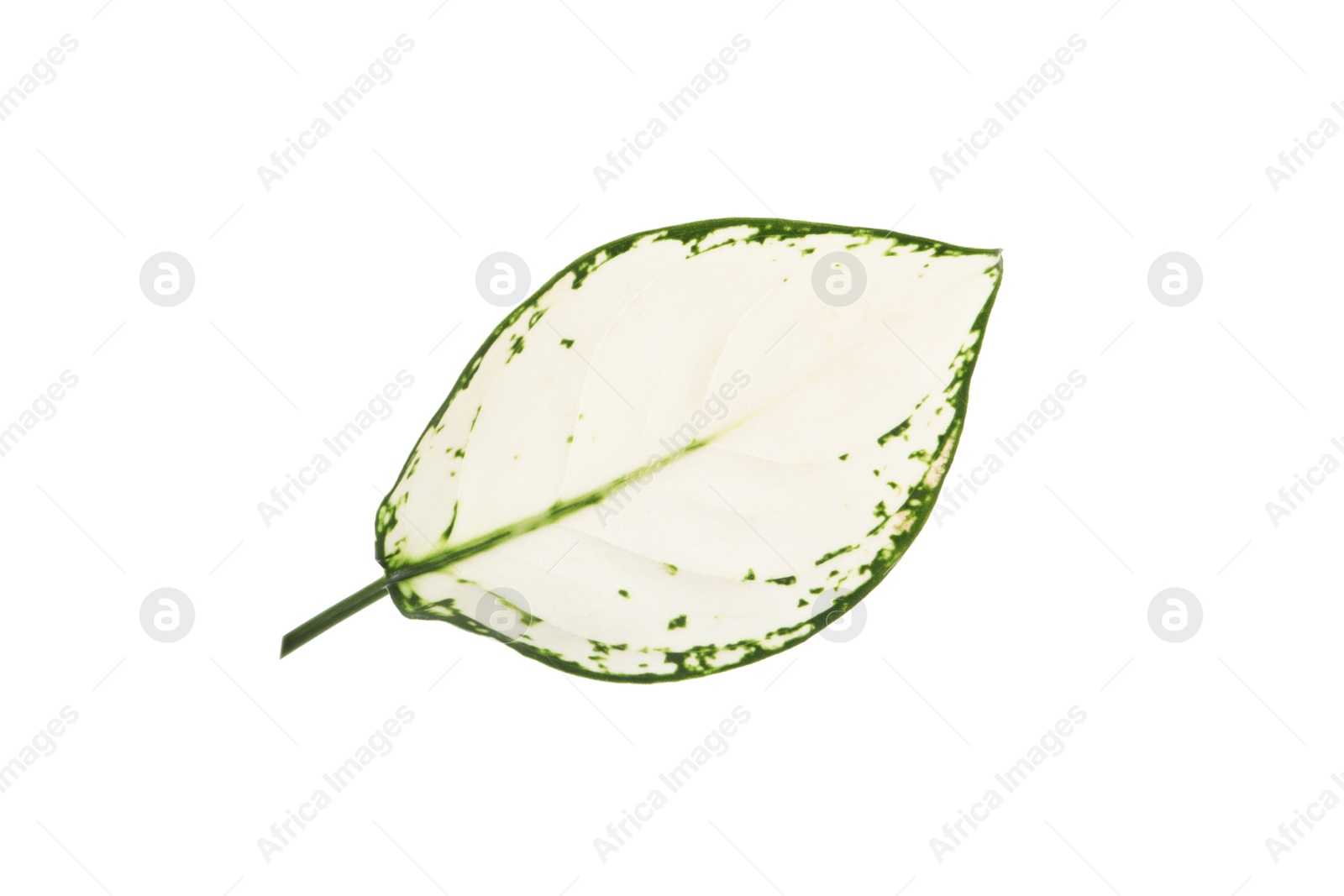 Photo of Aglaonema leaf isolated on white. Beautiful tropical plant