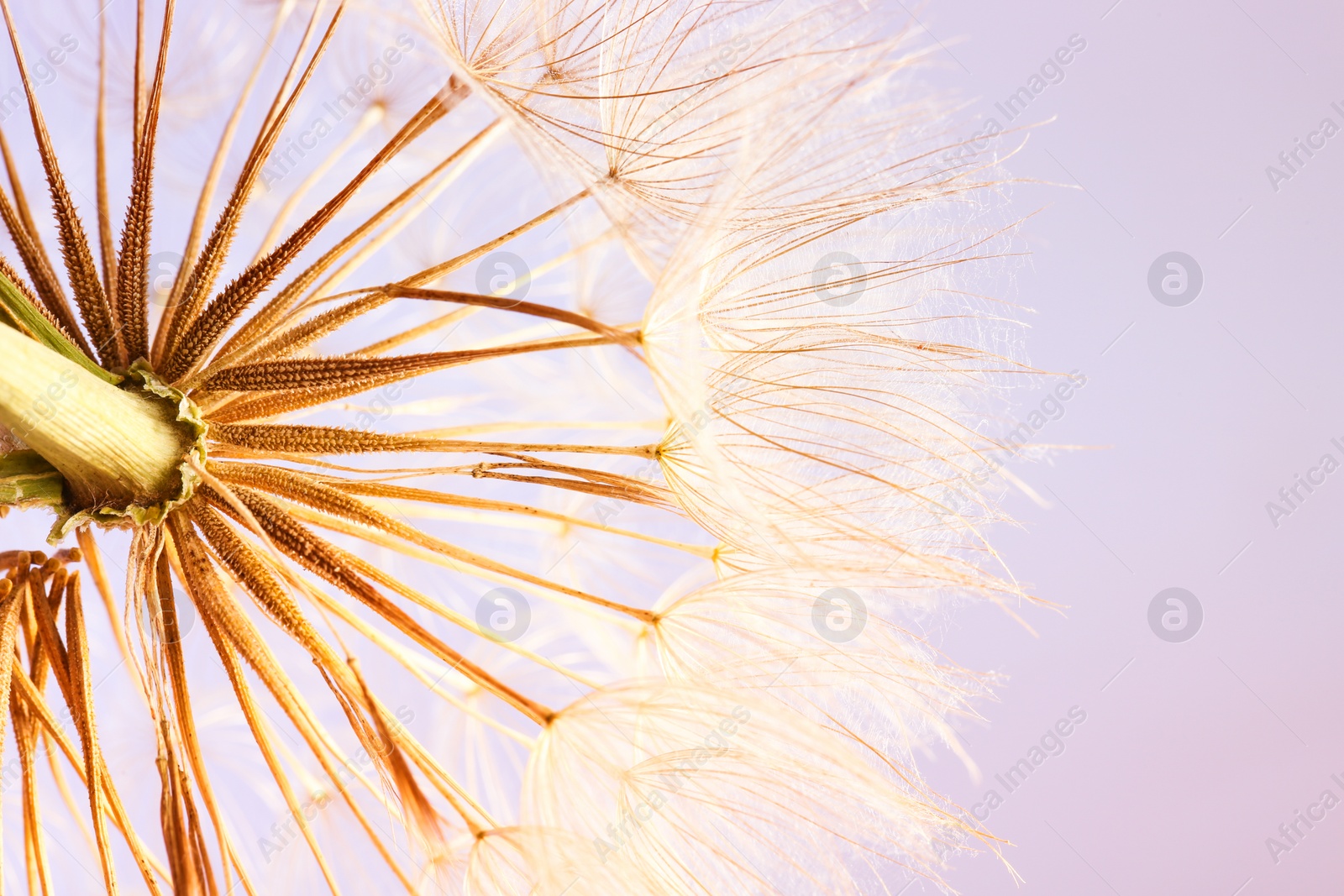 Photo of Dandelion seed head on color background, close up