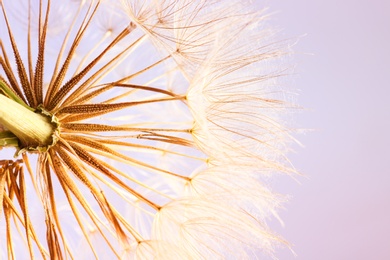 Dandelion seed head on color background, close up