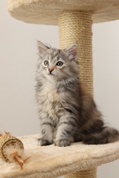 Photo of Cute fluffy kitten with toy on cat tree against light background