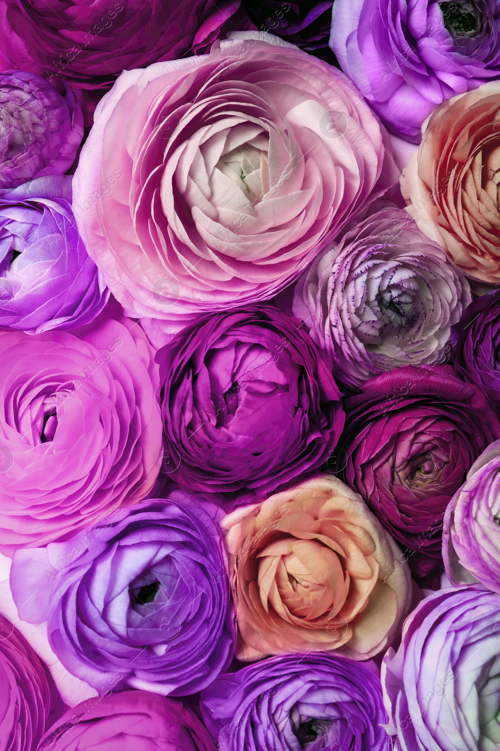 Image of Many different beautiful ranunculus flowers, closeup view