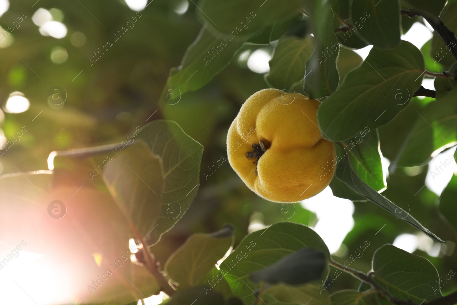 Photo of Closeup view of quince tree with ripening fruit outdoors