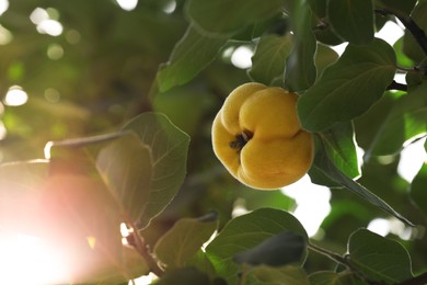 Photo of Closeup view of quince tree with ripening fruit outdoors