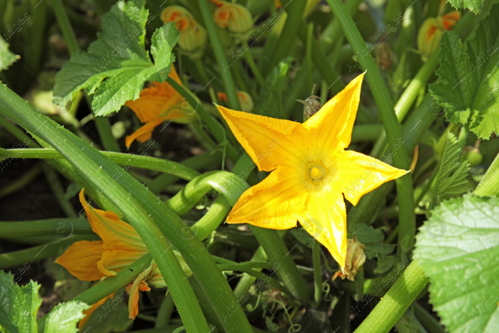 Photo of Squash plant with yellow blossom in garden