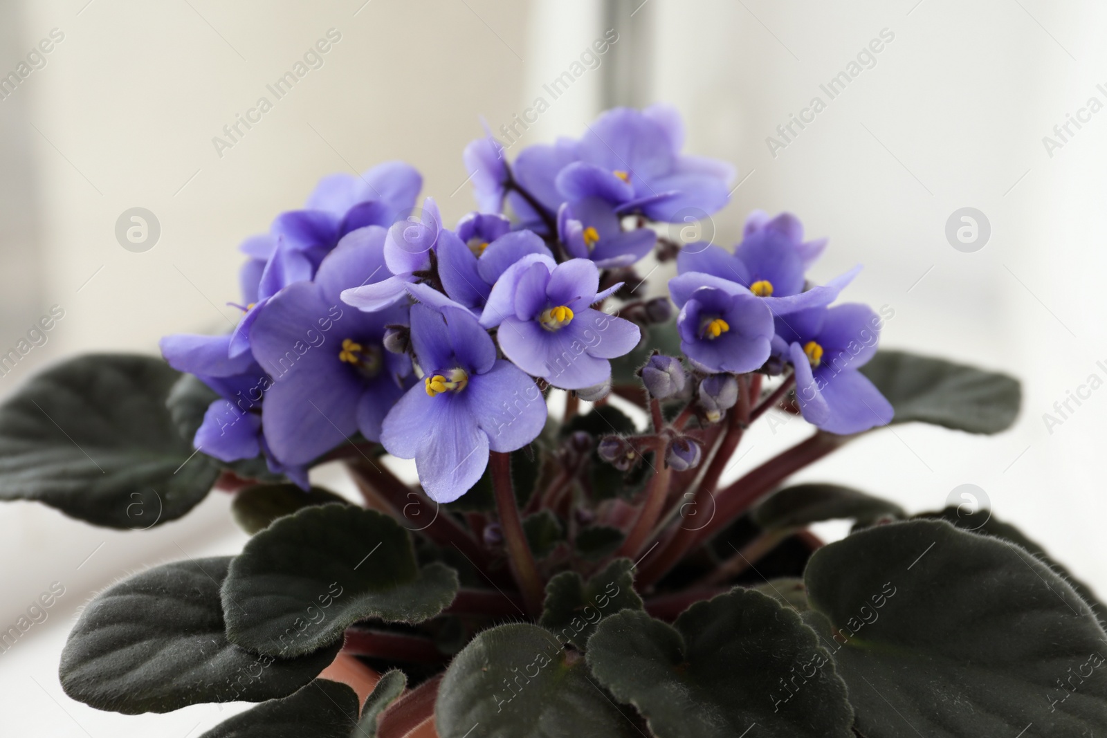 Photo of Beautiful potted violet flowers near window, closeup. Plant for house decor