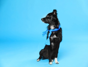Photo of Cute dog with scarf on blue background. Space for text