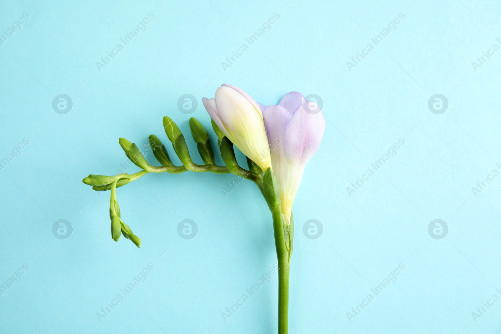 Photo of Beautiful freesia with fragrant flowers on color background, top view