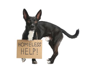 Photo of Cute black dog with Homeless Help! sign on white background. Lonely pet