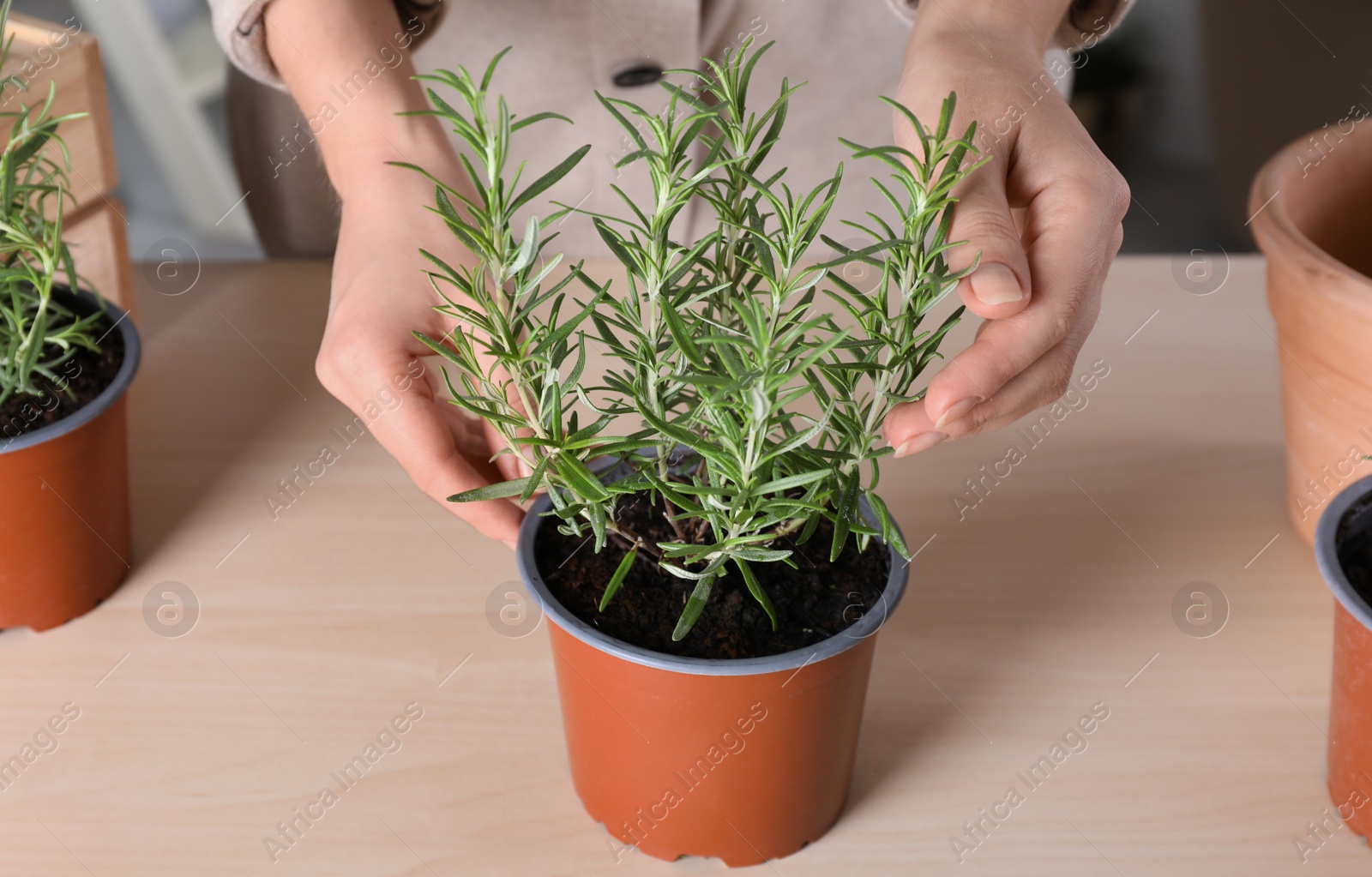 Photo of Woman taking care of aromatic potted rosemary indoors, closeup