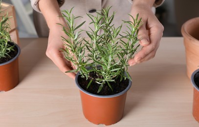 Woman taking care of aromatic potted rosemary indoors, closeup