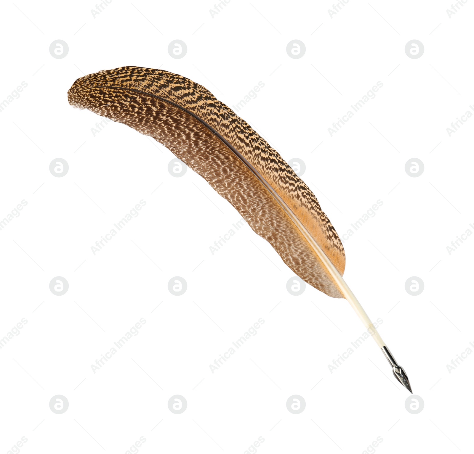 Photo of One beautiful feather pen on white background
