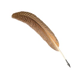 Photo of One beautiful feather pen on white background