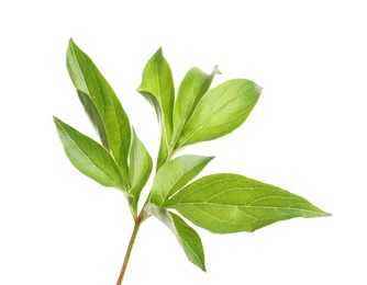 Photo of Fresh green peony leaves isolated on white