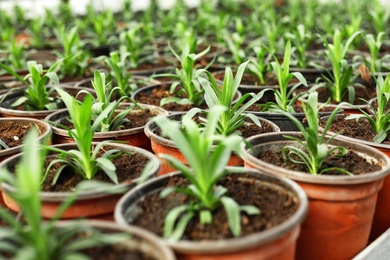 Many fresh green seedlings growing in pots with soil, closeup