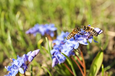 Photo of Wasps on beautiful Siberian squill flowers in garden, closeup