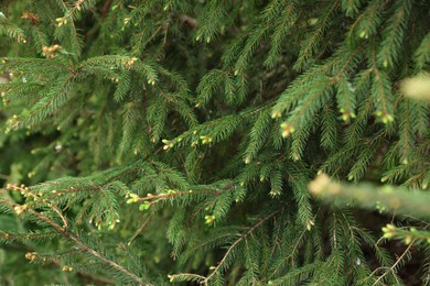 Green branches of beautiful conifer tree with small cones outdoors, closeup