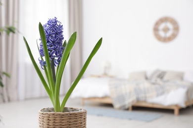 Photo of Beautiful hyacinth in wicker pot on blurred background, space for text. Spring flower