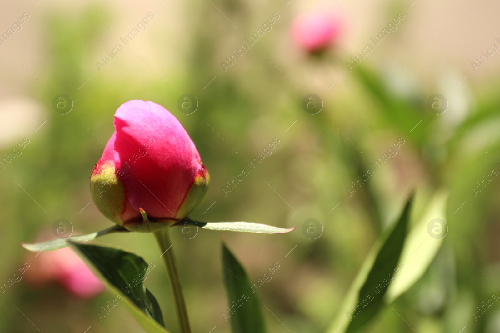 Photo of Beautiful pink peony bud outdoors, closeup. Space for text