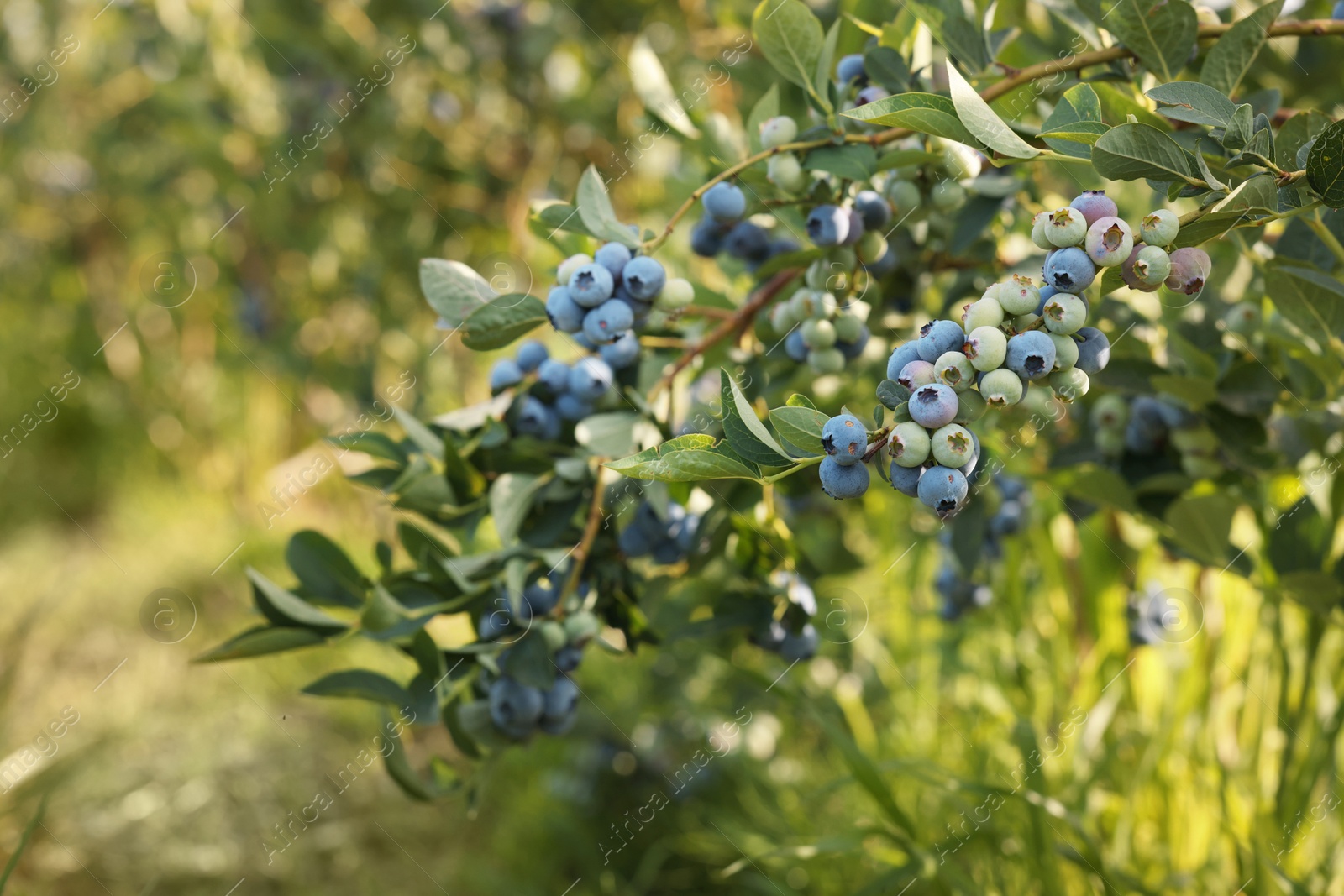 Photo of Bush of wild blueberry with berries growing outdoors, space for text