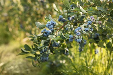 Photo of Bush of wild blueberry with berries growing outdoors, space for text