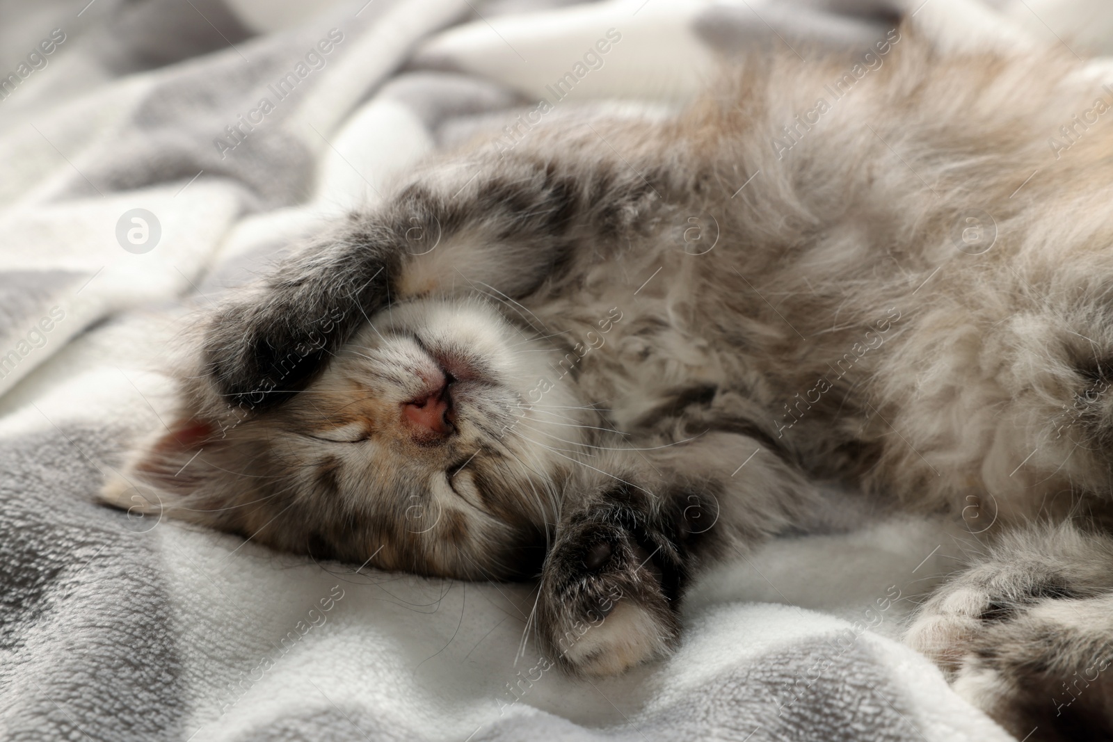 Photo of Cute kitten sleeping on soft blanket. Baby animal