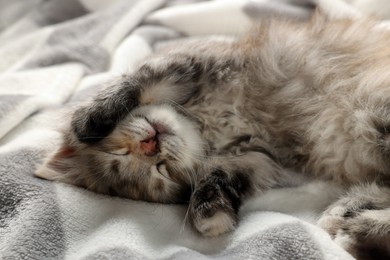 Cute kitten sleeping on soft blanket. Baby animal