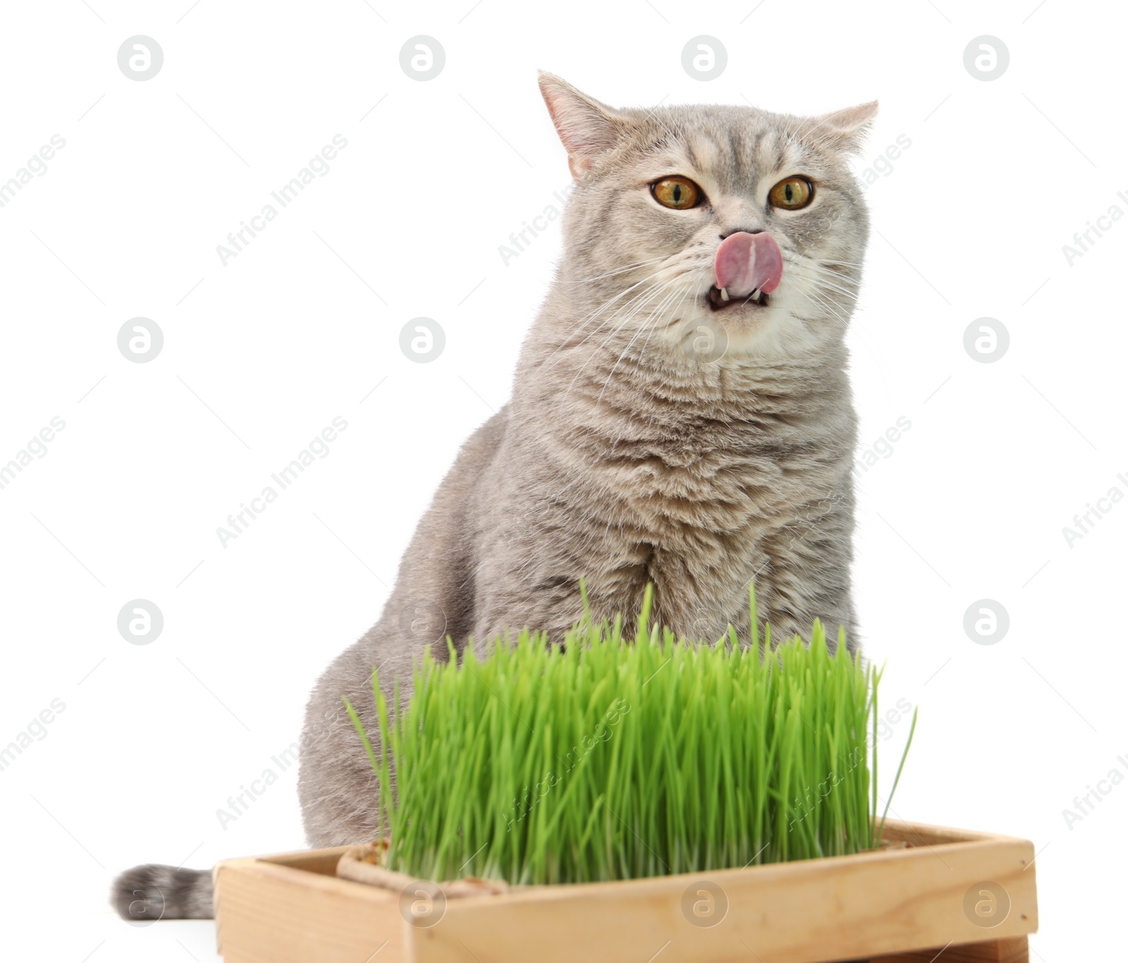 Photo of Cute cat and potted green grass isolated on white