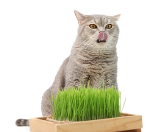 Photo of Cute cat and potted green grass isolated on white