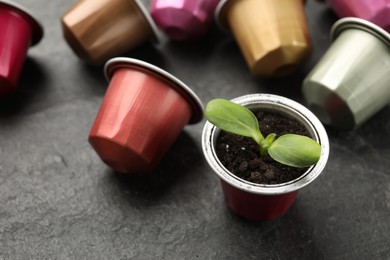 Photo of Coffee capsules and seedling on black table, closeup
