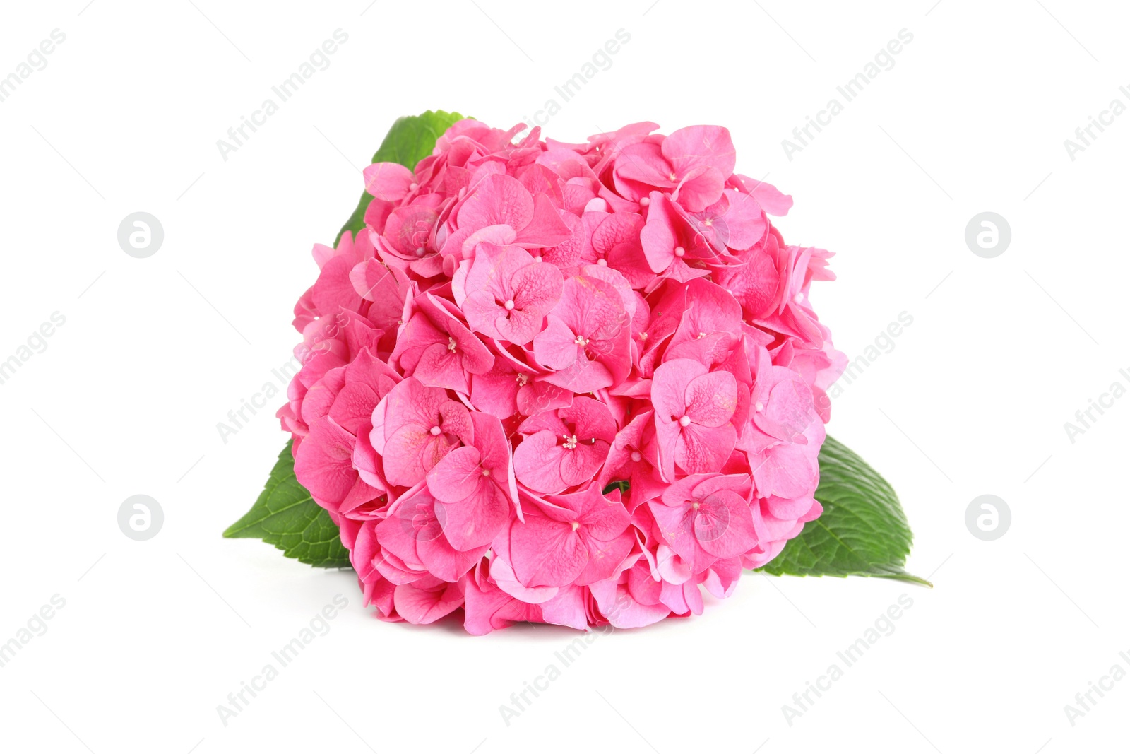 Photo of Branch of hortensia plant with delicate flowers on white background