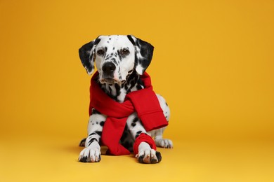 Photo of Adorable Dalmatian dog with red sweatshirt and bandana on yellow background