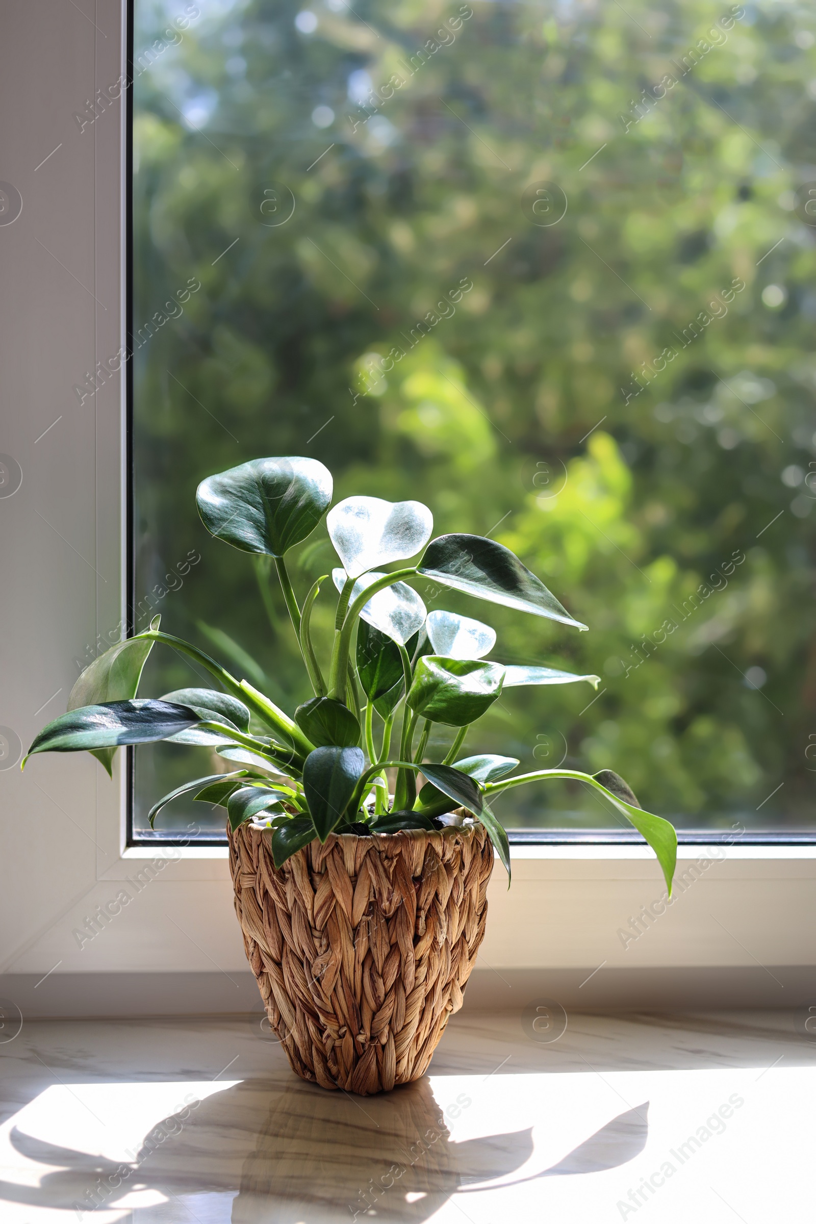 Photo of Beautiful houseplant with green leaves in pot on white window sill indoors