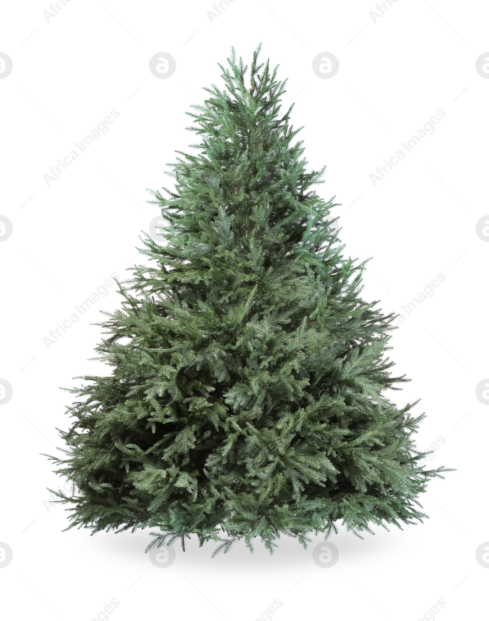 Photo of One green Christmas tree isolated on white