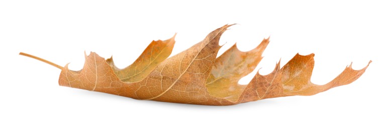 One dry autumn leaf isolated on white