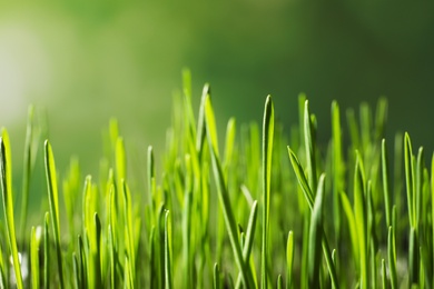 Photo of Green wheat grass on blurred background, closeup